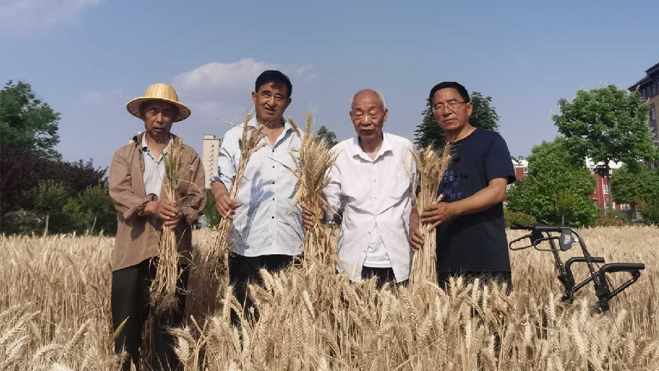 河南麥?zhǔn)招聢D景丨上蔡86歲老人手“薅”收麥為育種