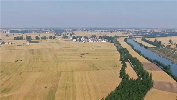 河南麥?zhǔn)招聢D景丨周口1100多萬畝麥田 好“豐”景